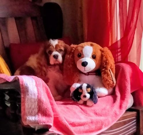 Priska french dog w stuffed.jpg